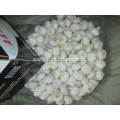 Pure White Garlic 2020 Size 5.5cm